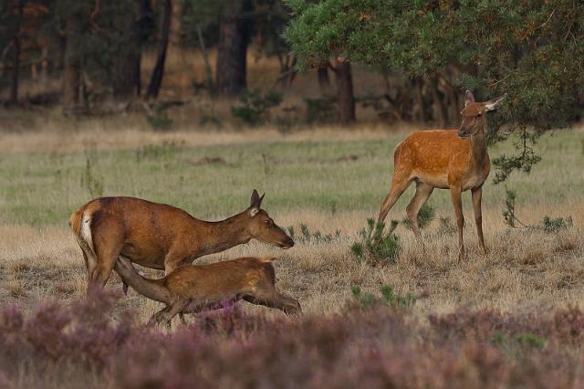 18 Hoge Veluwe, edelherten.jpg